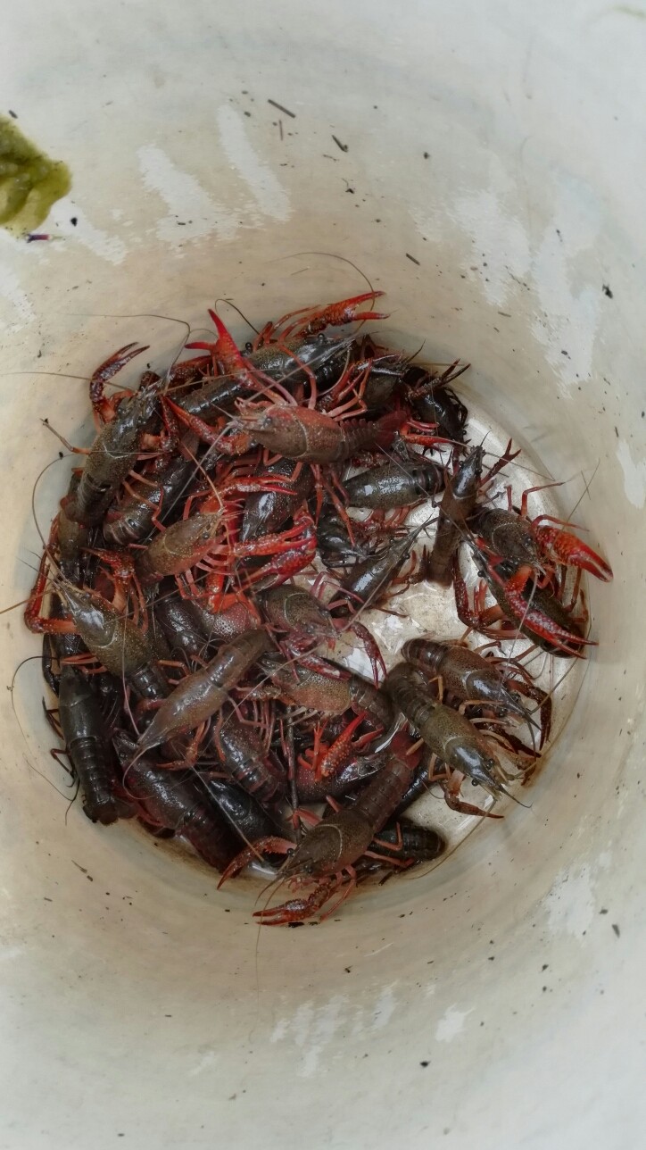 油焖龙虾,钓回来以后