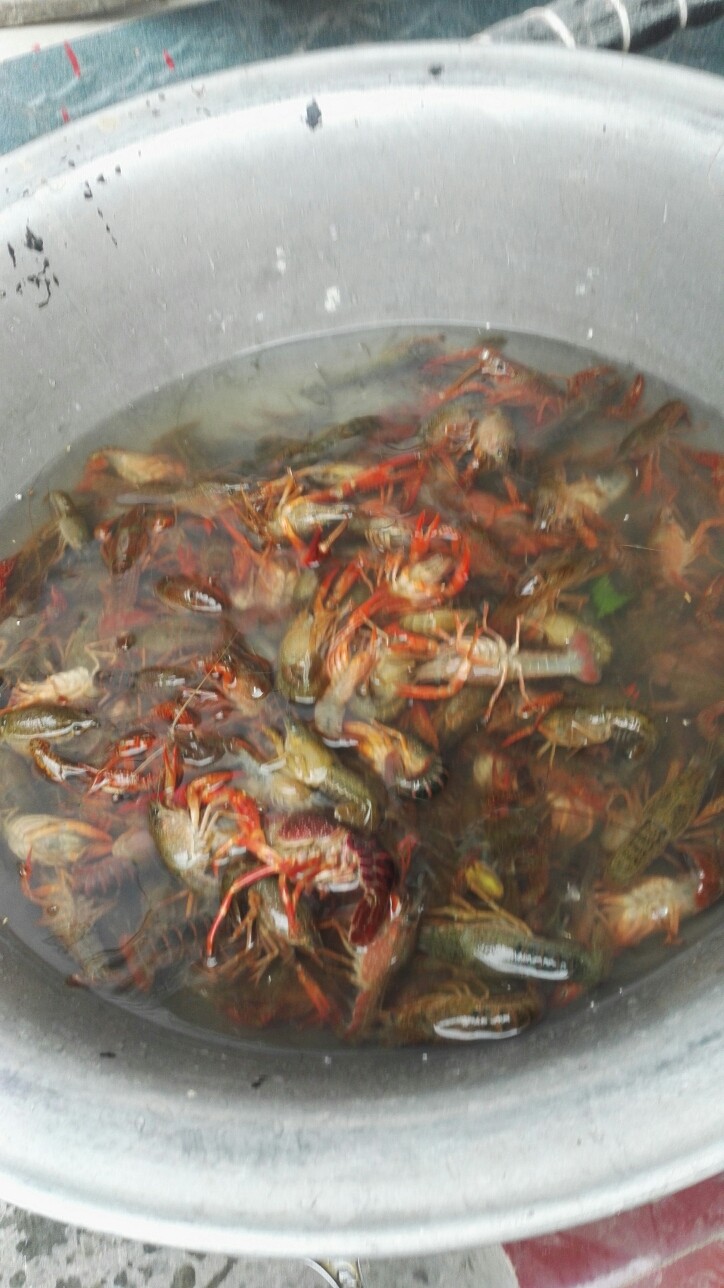 油焖龙虾,在水里泡两年天  记得不能用自来水  因为含碱性  龙虾会死 用井水