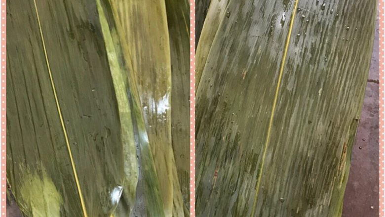 端午佳节包粽子,洗好以后,减去尾巴,如图。