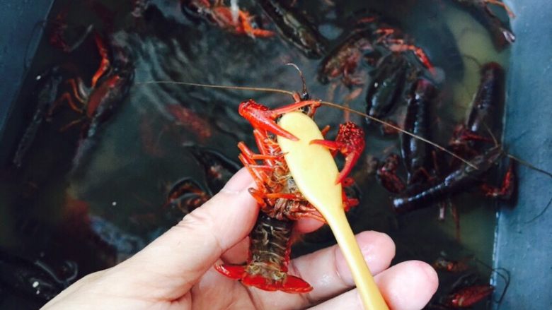 红烧小龙虾,拇指和食指握住小龙虾的头,这样不会被咬到。翻面,用牙刷洗净外面部分,包括钳,我没有扔掉钳,就是为了多嚼嚼,否则单吃小身体,一会就吃完了。