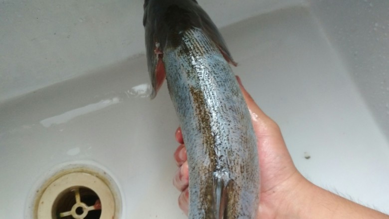 川味豆腐鱼,鱼洗净,肚子里黑的一层都去掉