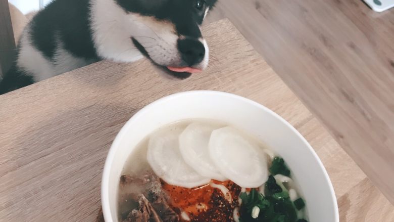 牛肉面,我家兜兜也忍不住啦。