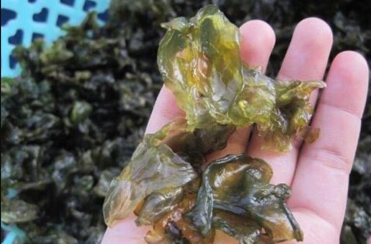 酸辣剁椒地皮菜,要多淘洗几遍,以免有泥沙,洗净后沥干水分。