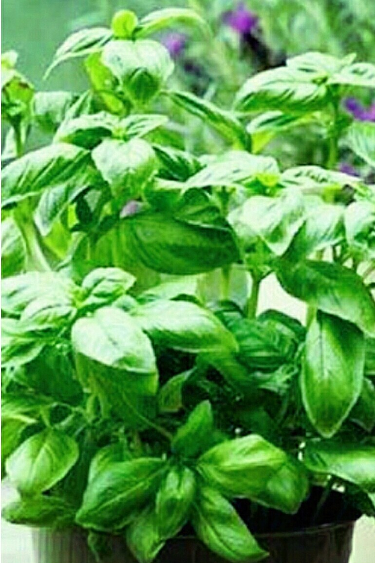 三杯鸡翅,我在阳台种了几盆<a style='color:red;display:inline-block;' href='/shicai/ 3001'>罗勒</a>，随吃随摘，新鲜。