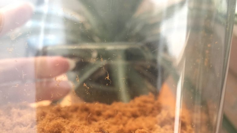拌鸡架味拌里脊+猪肉松,完成的肉松是这样子的,装入保鲜盒密封冷藏就可以咯!