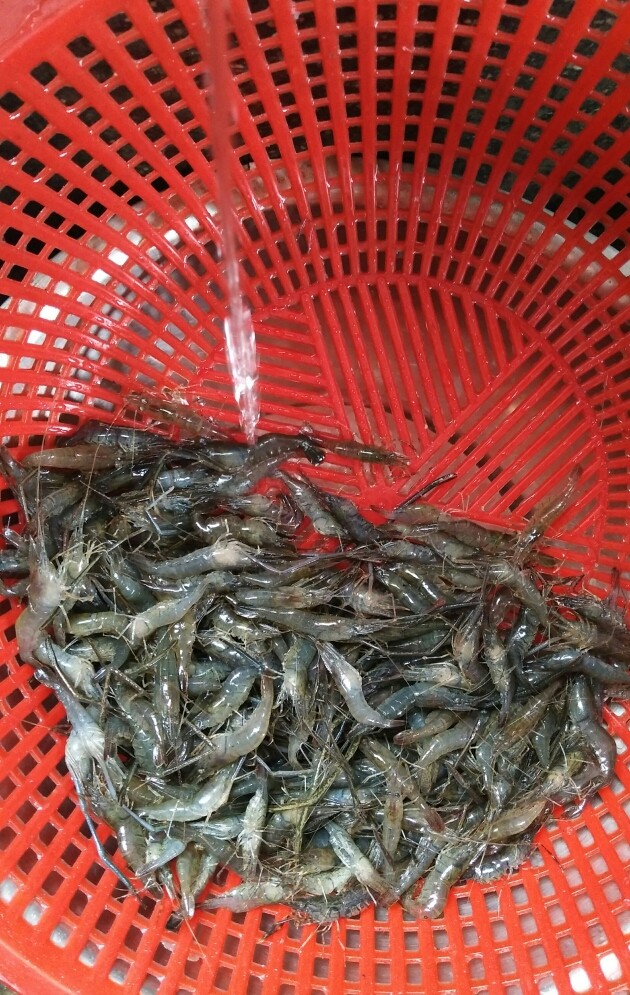 蒜辣河虾,再次沥干水,流水下冲洗干净