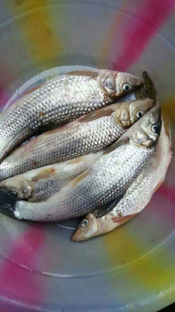 茄汁沙勾鱼,野生沙勾鱼洗净,码味,去腥。