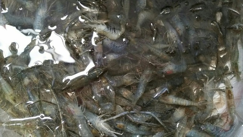 油爆河虾,买回的虾子泡水,洗几遍