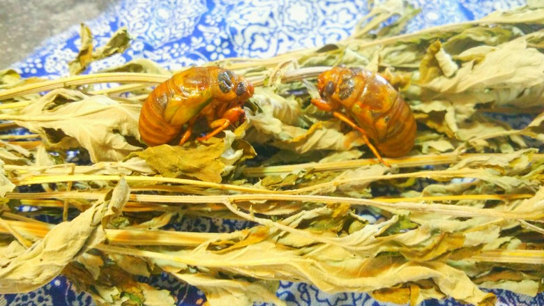 香炸金蝉子,蝉全身都是蛋白质,没有脂肪,营养价值很高。蛋白质为瘦牛肉(含蛋白质20.2%)的3.5倍,瘦猪肉(16.7%)的4.3倍,羊肉的3。8倍,鸡肉(23.3%)的3倍,鲤鱼(17.3)的4倍,鸡蛋(11.8%)的6倍。
可见,黄金蝉若虫含蛋白质比任何动物肉食和禽蛋都高得多;又由于同时含有人体所必需的多种营养素,对促进生长发育、补充机体代谢的消耗、体虚患者康复等,都有极佳的辅助治疗作用,因此,成为难得的天然无公害高级营养食品。
