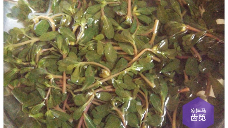 凉拌马齿笕,入锅,沸水煮3-5分钟。
