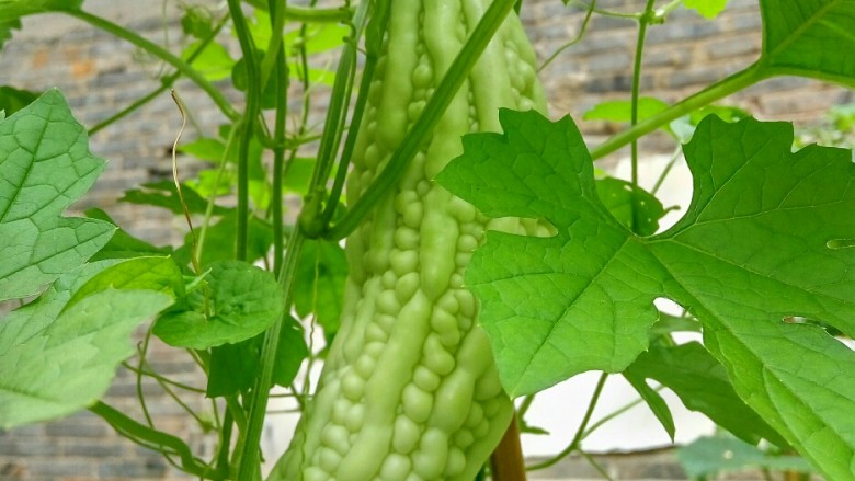 豆豉酸菜炒苦瓜,<a style='color:red;display:inline-block;' href='/shicai/ 55'>苦瓜</a>原产于印度尼西亚及印度东部,宋元时期传入我国。既是观赏植物,又是利口佳肴,还是用途广泛的良药。食药同源,其中尤为人津津乐道的是对糖尿病的治疗作用。
<a style='color:red;display:inline-block;' href='/shicai/ 55'>苦瓜</a>性味苦寒,具有袪暑清热,明目降毒,滋阴降火,清心祛烦,解劳乏,除邪热,益气壮阳的作用。
可能因为气候的原因,南方人明显的比北方人更喜欢吃<a style='color:red;display:inline-block;' href='/shicai/ 55'>苦瓜</a>。有歌谣云“人讲<a style='color:red;display:inline-block;' href='/shicai/ 55'>苦瓜</a>苦,我说<a style='color:red;display:inline-block;' href='/shicai/ 55'>苦瓜</a>甜,甘苦任君择,不苦哪有甜 ”?
我小时候贪玩,天天中午不睡午觉在野外钓青蛙,结果长了一脑袋的“癞子”(火疖子)。最后是母亲挖了<a style='color:red;display:inline-block;' href='/shicai/ 55'>苦瓜</a>根煎水喝好的。记忆深刻,从那以后我就对<a style='color:red;display:inline-block;' href='/shicai/ 55'>苦瓜</a>有了特殊的偏好。