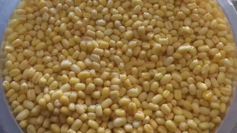 蔓越莓绿豆糕,我偷懒裙子买的去皮绿豆,直接用绿豆也行,浸泡后去皮即可。
去皮绿豆洗干净浸泡一晚上,这么热的天可以放冰箱