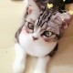 猫猫爱toufu