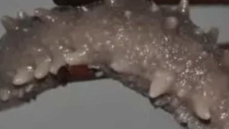 海参泡发(普通锅煮),这个属于参考,如果有硬的,就要继续煮一下。因为海参它是一大锅重复煮的,火候绝对不一样的。
如果还是硬,建议再煮,用下面这个法子测试。
泡发海参最重要的一点是煮的火候掌握问题,告诉你一个简单的方法:
用手摇摆一下海参,感觉海参的头尾,能自然弯曲相碰,感觉到有韧性,那时的韧度就极好了,像按压自己的脸。或者说可以轻轻一掐掐透,如果有硬块就需要再次煮。这样做是因为海参在初加工时,可能一大锅会有上千斤,不可能煮的时间一样长