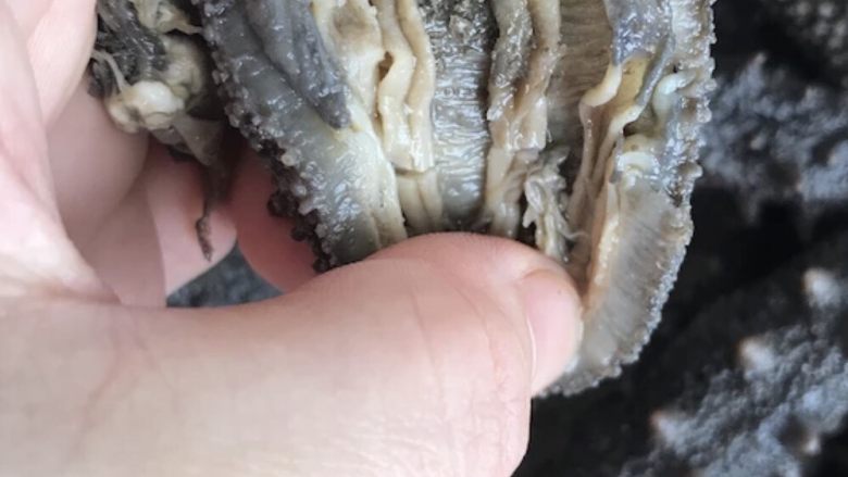 海参泡发(普通锅煮),筋可剪可不剪
