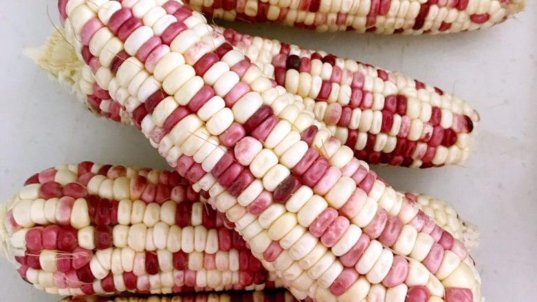 鲜蒸玉米糕,鲜糯玉米5只,剥去外皮