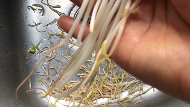 香葱炒银牙(豆牙),豆牙菜买回来要摘掉根部