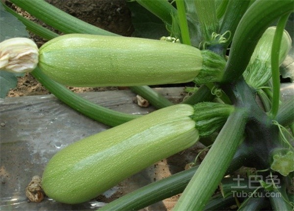 凉拌生瓜,<a style='color:red;display:inline-block;' href='/shicai/ 3479'>生瓜</a>一个,忘记拍照了,借用土巴兔的图片说明一下瓜的样子。