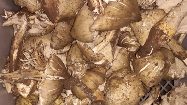 超下饭拌面百搭开胃料——云南炸菌子(油鸡枞),赶早市买来的鸡纵,用小刀刮掉泥巴,再用湿巾和水洗干净。