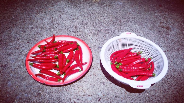 自制刀豆剁椒酱🌶️,放到太阳底下晾干水分,晒半天