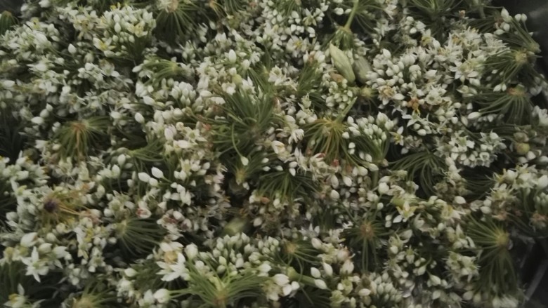 韭菜花酱,<a style='color:red;display:inline-block;' href='/shicai/ 4881'>韭菜花</a>1000g摘去老梗,去掉蔫黄不好的,用盐水泡一会,清洗干净。