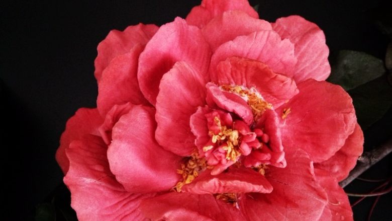 国色天香立体饼干,依次摆放好最后放入花蕊,花蕊涂抹少许蜂蜜撒点干桂花做点缀即可。