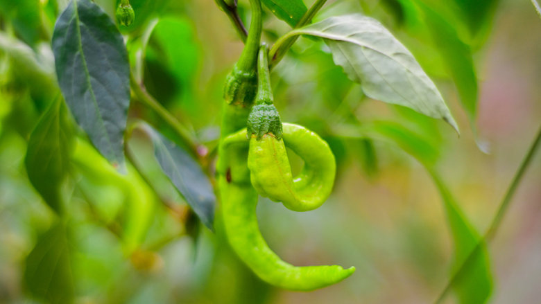 药食同源——无花果