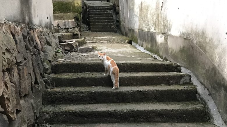 乡村 / 美食