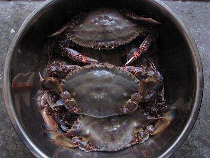 清蒸海飞蟹,<a style='color:red;display:inline-block;' href='/shicai/ 70629'>海飞蟹</a>放入锅中清洗,也就是刷刷盖