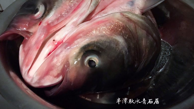 【青石居私房菜】之土匪鱼头,把<a style='color:red;display:inline-block;' href='/shicai/ 336'>鱼头</a>洗净后、拿料酒腌制入味、勿加盐!