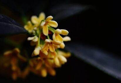 中秋,就是要食桂花月饼呀