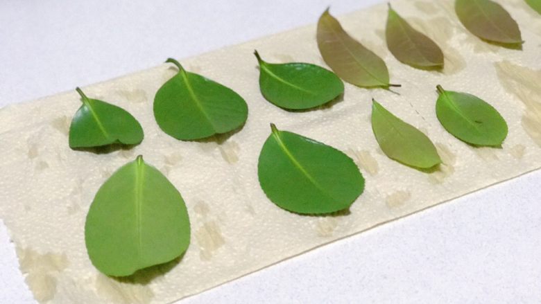 巧克力树叶,找一些喜歡自己喜歡的葉子,用水沖洗一下,然後用廚房紙擦乾