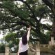 小馋猫