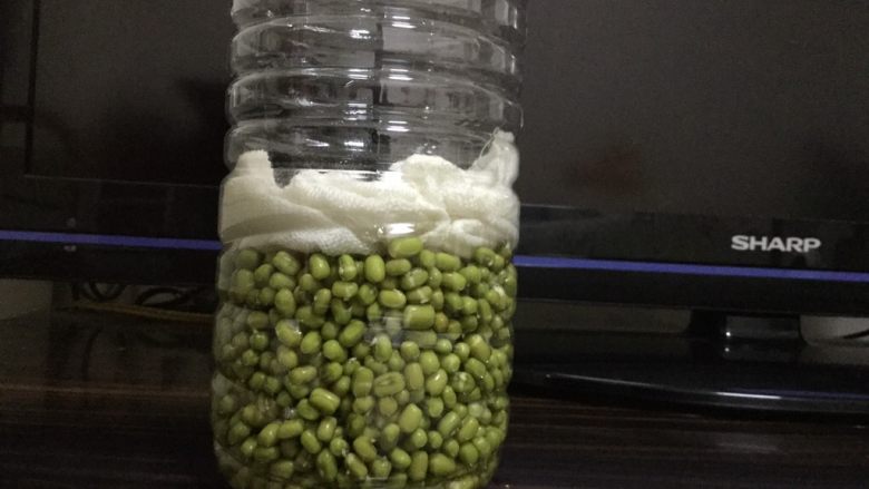 巧用饮料瓶发豆芽,把笼布打湿塞住绿豆,这样可以使绿豆长得粗壮。然后用遮光布盖好或者放橱柜里避光存放。见了光的豆芽会发红而且还会有苦味。