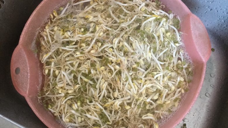 巧用饮料瓶发豆芽,为了视觉和口感,还是把豆芽根摘掉吧,尽管这个工作量有点大