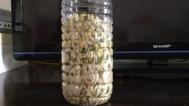 巧用饮料瓶发豆芽,第三天(这个时候吃,豆芽根会短一些)