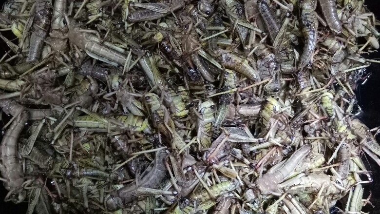 柠檬味儿蚂蚱,锅放油,最好多一些,以不没过蚂蚱为宜,锅热放入蚂蚱,然后撒些<a style='color:red;display:inline-block;' href='/shicai/ 919'>柠檬汁</a>,主要是为了提清香味儿(不要放太多哦,不然蚂蚱就没有香味儿了),改小火炒十分钟!