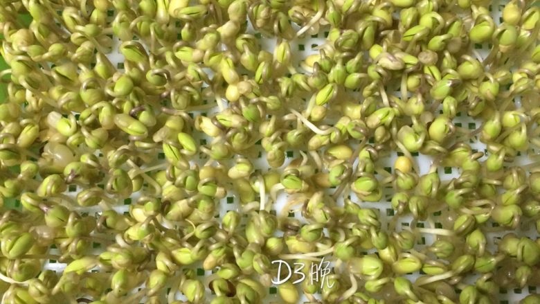 香松拌豆苗,第三天的晚上,豆子的芽扎根到网格盒子下面