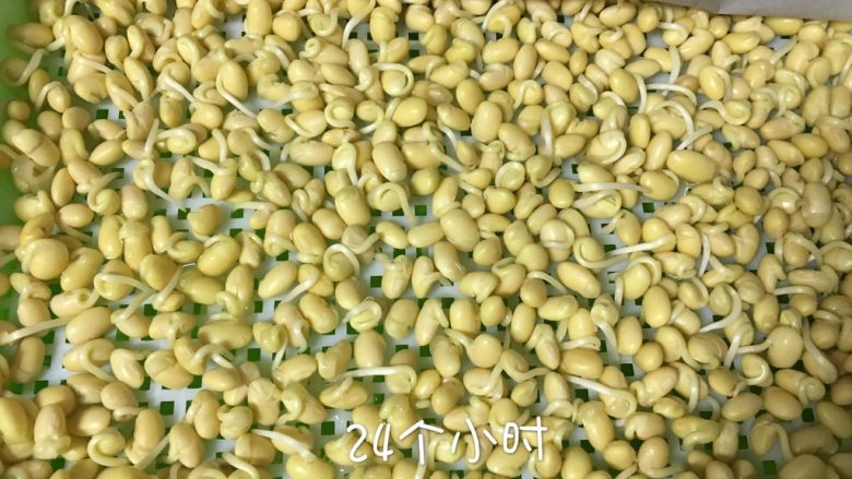 香松拌豆苗,第24个小时,芽长长了