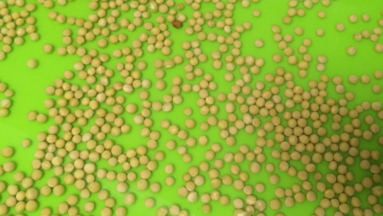 香松拌豆苗,豌豆洗净,放在育苗盒里浸泡12个小时