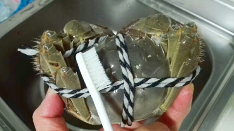 五花大绑清蒸阳澄湖大闸蟹,拿一支牙刷在大闸蟹背部贝壳,爪子和头部仔细刷一遍