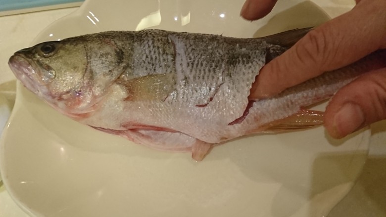 清蒸鱸魚,斜切口裡也要抹鹽,魚肚子也要。