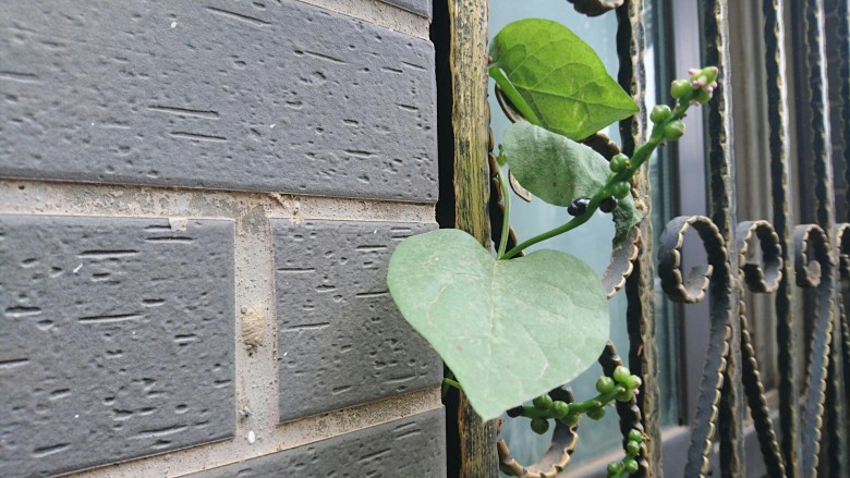 超简单的素汤:木耳菜汤,种在窗台外的<a style='color:red;display:inline-block;' href='/shicai/ 3174'>木耳菜</a>再不吃就老了…