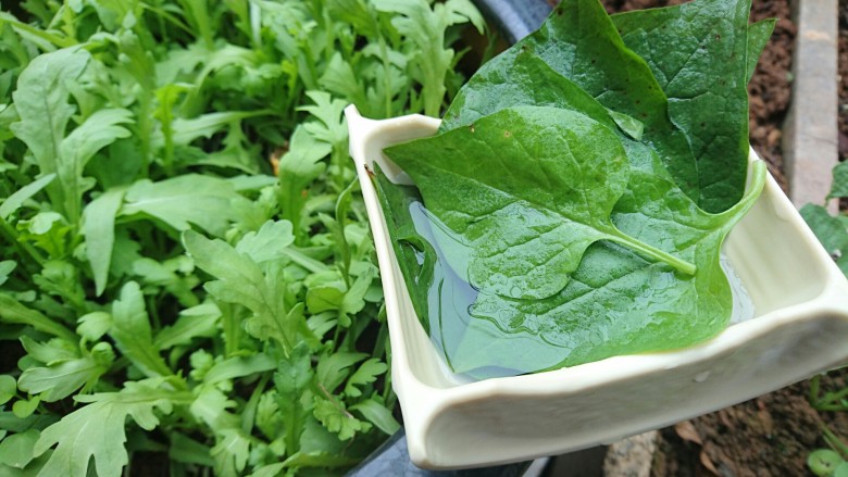 超简单的素汤:木耳菜汤,采摘叶片洗净