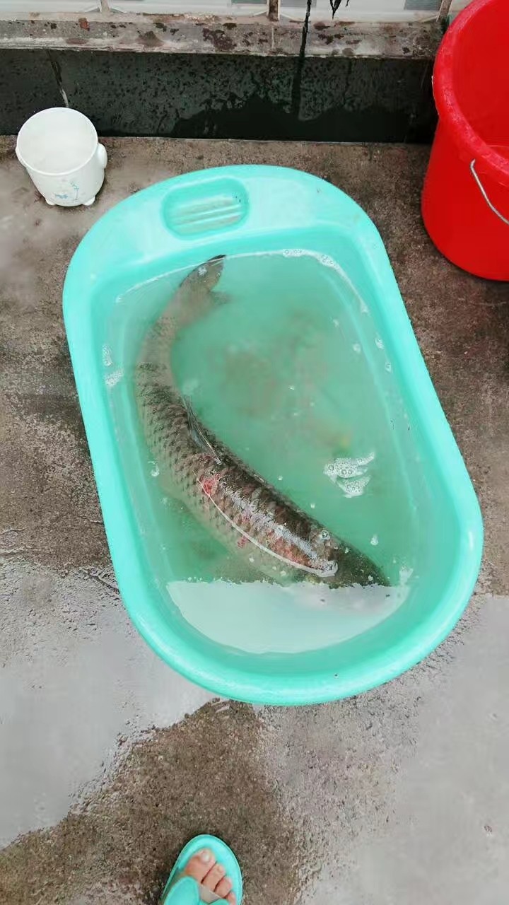 过瘾水煮鱼,<a style='color:red;display:inline-block;' href='/shicai/ 397'>草鱼</a>一大条,七八斤左右。