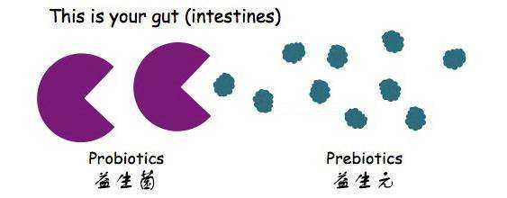 肠道里的一对好兄弟——益生元&益生菌