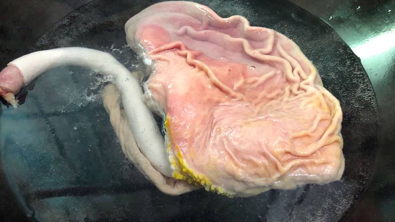 坤博砂锅莲子猪肚汤煲, 锅里坐水烧开后再把猪肚放进去烫煮至猪肚肠子变成白色即可捞出,切记不可煮太久
