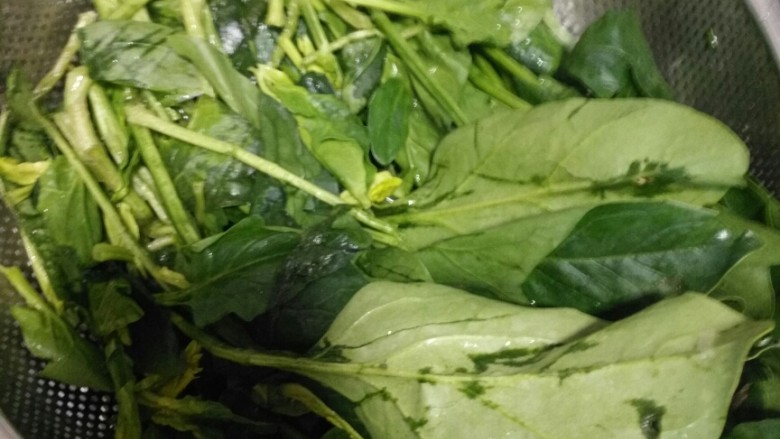 贝壳菠菜面,摘菜,洗干净