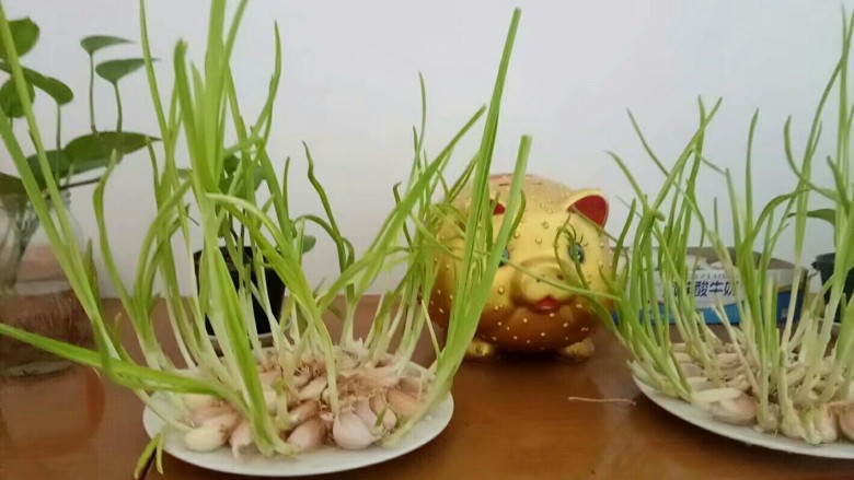虾米紫菜鸡蛋汤,自己种的纯绿色<a style='color:red;display:inline-block;' href='/shicai/ 3349'>蒜苗</a>,用剪刀剪短。