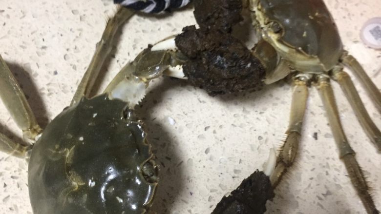 清蒸大闸蟹
,新鲜没话说,自己松绑,打起来了,哈哈哈